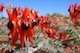 Sturt's desert pea